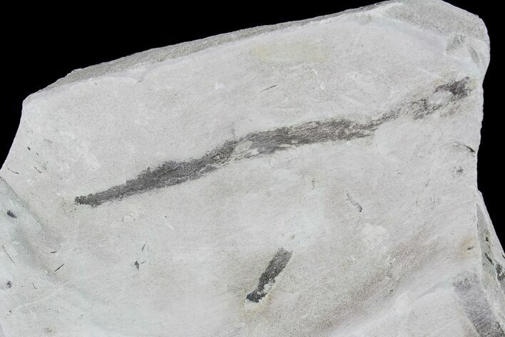 Ediacaran Aged Fossil Worms (Sabellidites) - Estonia #73529